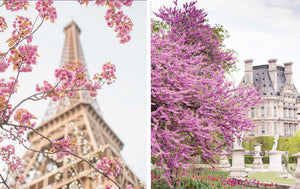 Paris in Bloom Hard Cover  - Georgianna Lane