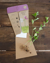 Load image into Gallery viewer, Sweet Pea Gift of Seeds